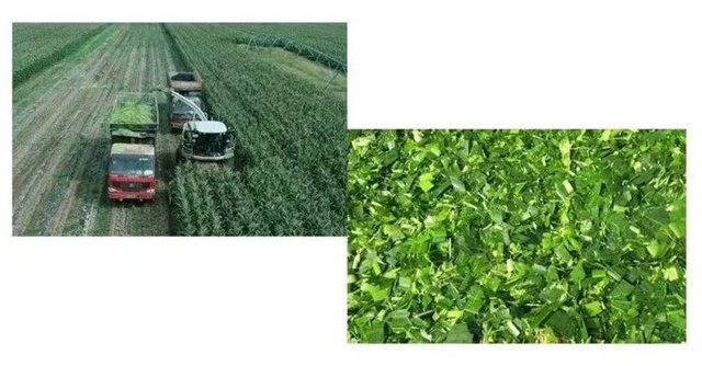 �������Ӽ�