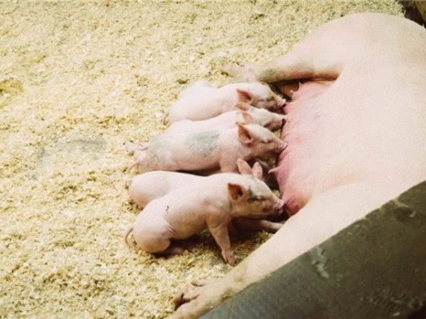 �������Ӽ�