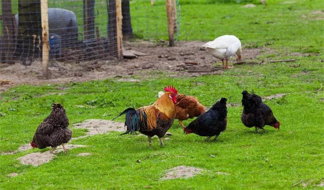 ����ҵ2018����ܽ�