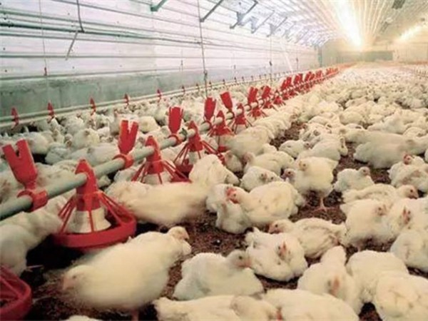 �������Ӽ�