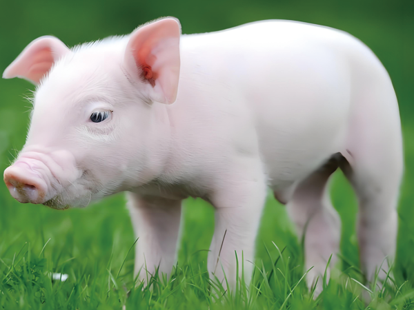 ������п��Ч����к���¼���