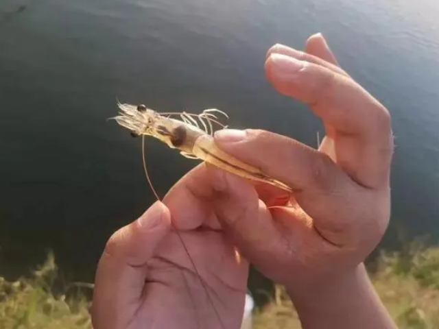 ��Ϻ��������