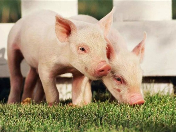 �ڷ������л������������߸����գ�