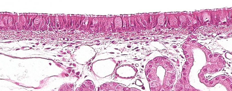 ���������Ĥ