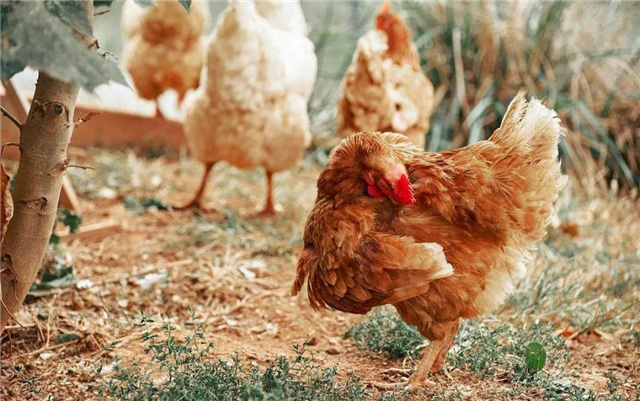 �������Ӽ�