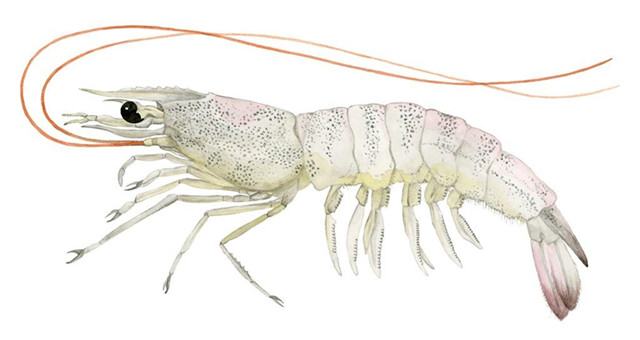 ��Ϻ����