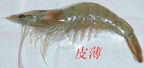 ��Ϻȱ������ж�