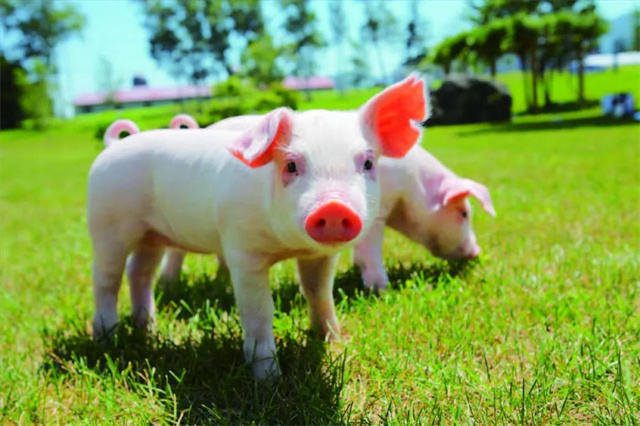 �������Ӽ�