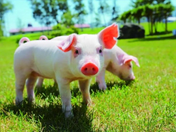 �������Ӽ�