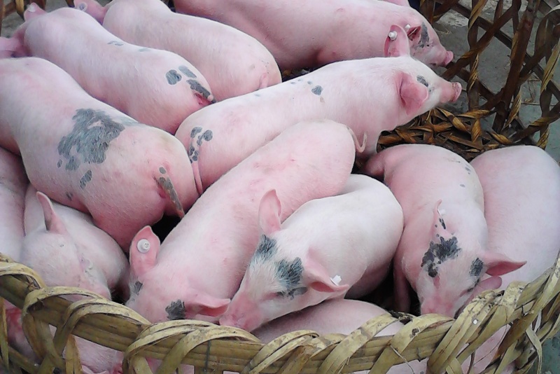 ����������������ԭ��