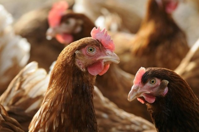 Ԥ��������Ӧ��