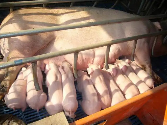 ĸ����������