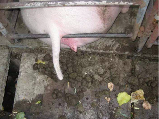 ĸ������