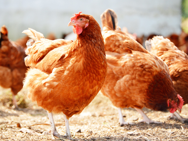 ΢��Ԫ�����ϵ���һ�������ϵ�˫�ر�������ֳ��˫����ֵЧӦ