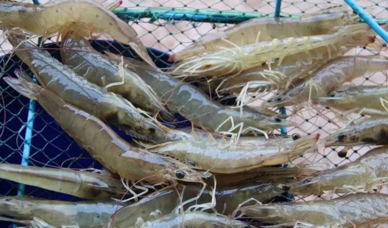 ˮ������Ӫ��ѧ����,