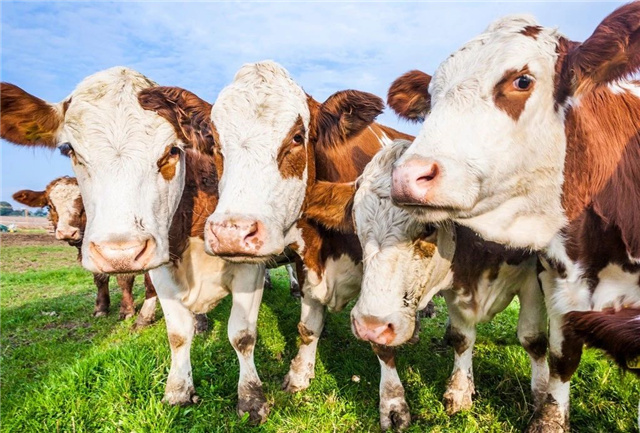 �������Ӽ�