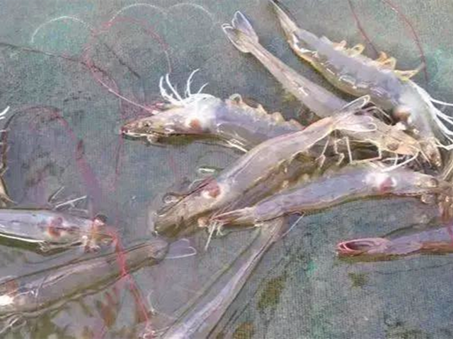 ��ϺӦ������