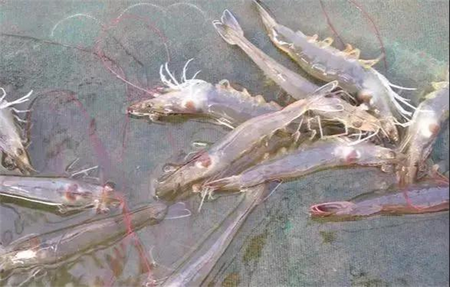 ��ϺӦ������