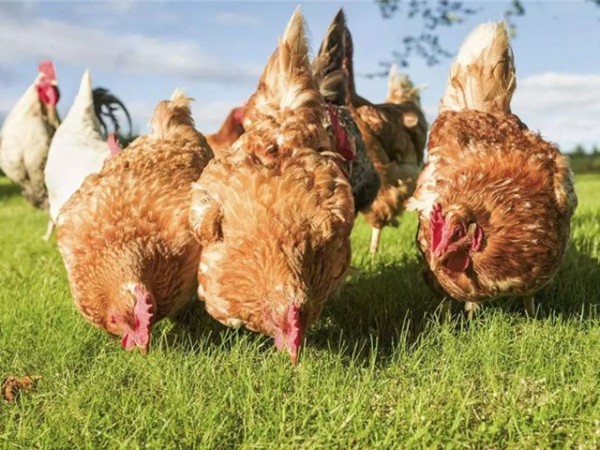 �������Ӽ�