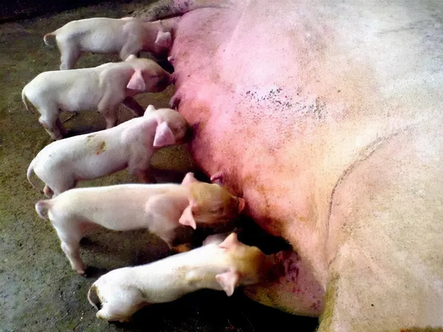 ĸ����Ѫ������ô��