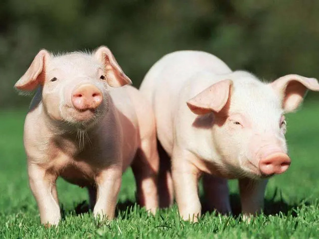 ʲô���������Ӽ����������Ӽ���ʲô��;