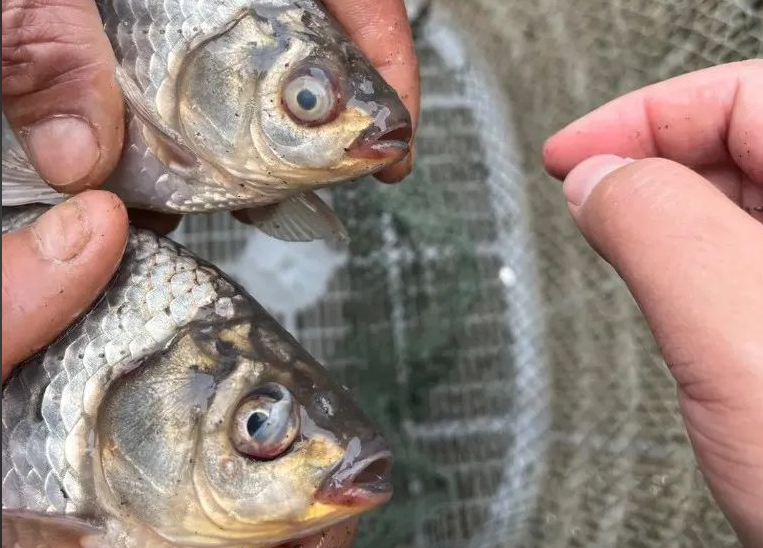 Խ������ο��ٸ�����Ϻ����������