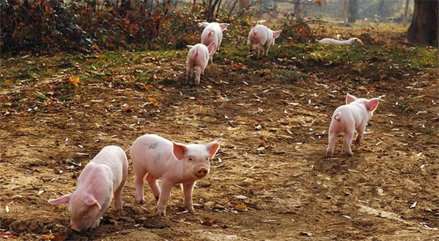 ������ֳ