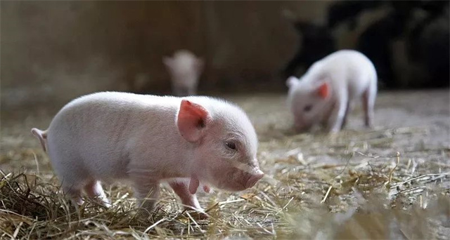 ������������ֳ