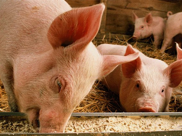 bbin��ӯ���š�����к+�������������ε�������