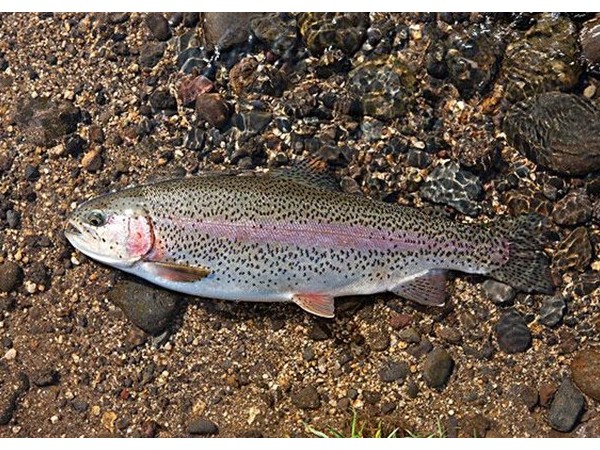 ����������������������õ�п������ͭԴ