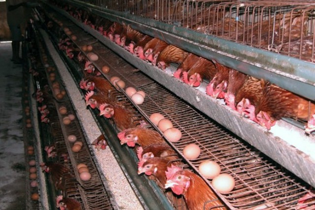 ������ֳϸ��