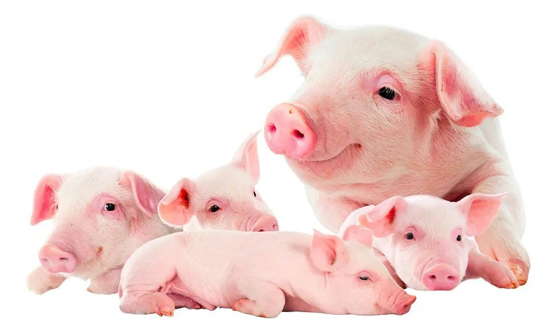 ������Ч����ô����