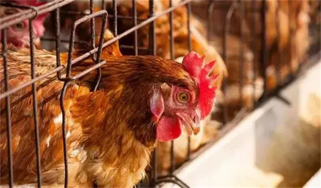 ������Ӧ����Σ��