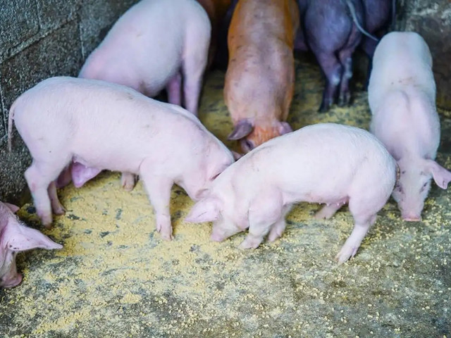 �����׶���������