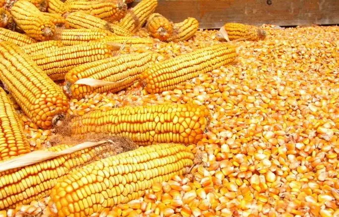 �����׶���������