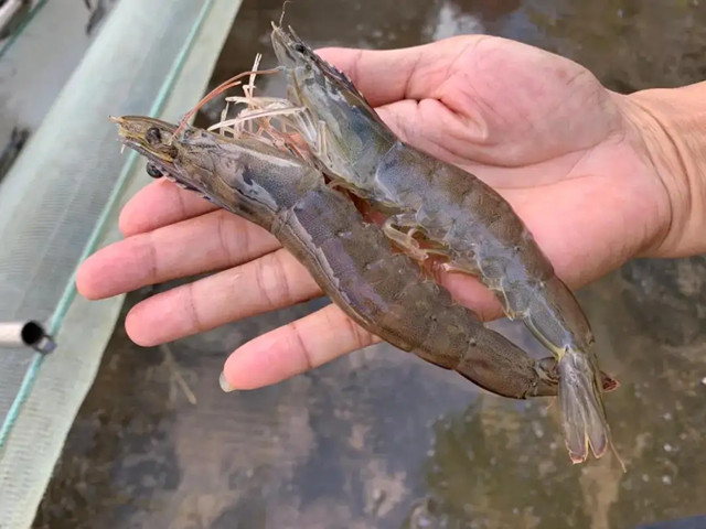 �����׶�ϺӦ��