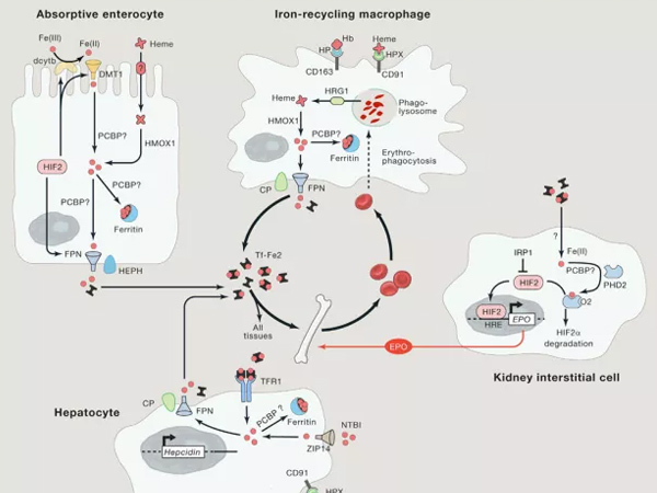 ΢��Ԫ�����Ӽ����������������ѡ�����Ƽ��ͷ���