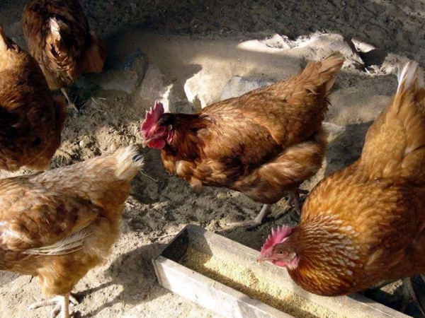 �����������½���ô�������ŵ����������Ӽ�������������