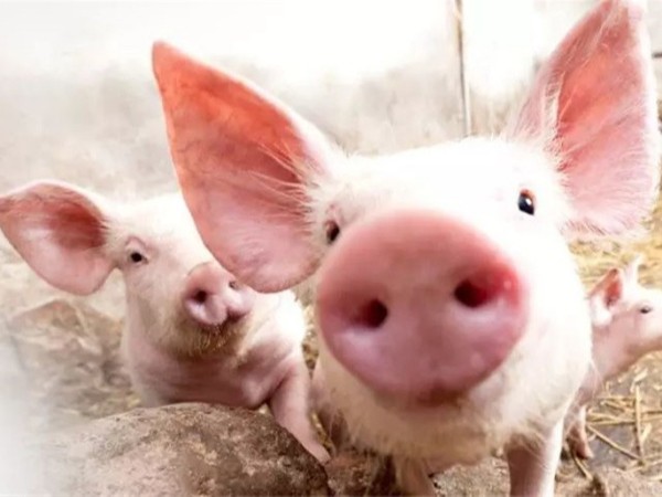 ��������п��α��������