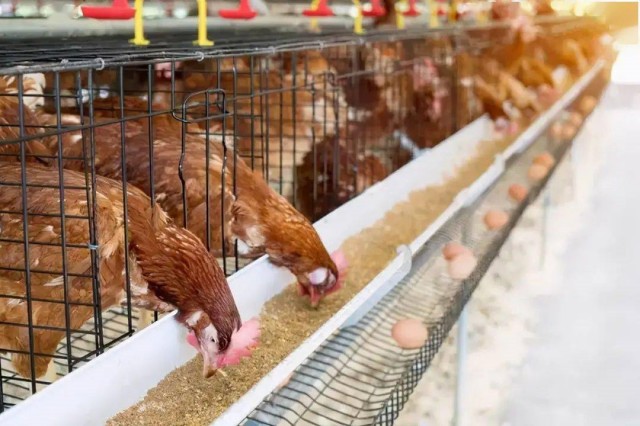 ������Ӧ��������������