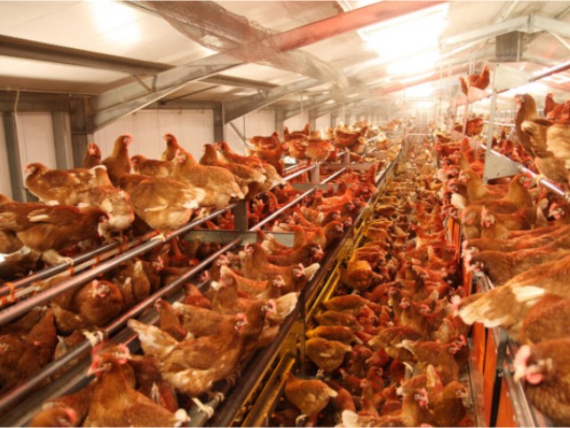 ������Ӧ��������������