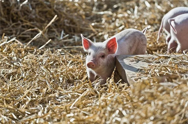 ���������Ӽ�