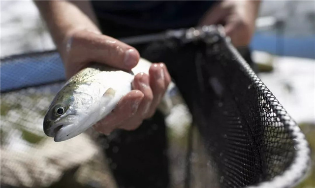 �������Ӽ�