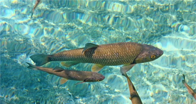 �������Ӽ�