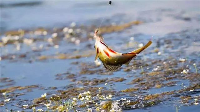 �������Ӽ�