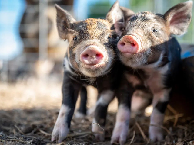 �������������������н�����������Ҫ�μ��⼸������Ҫ�㣡