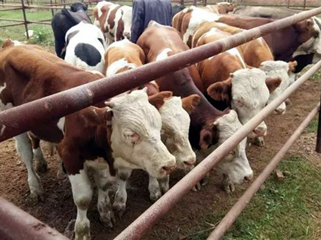 ��ţ��������ι������