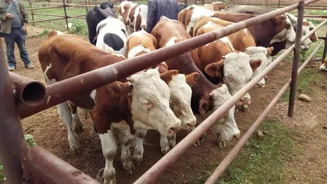 ��ţ��������ι������