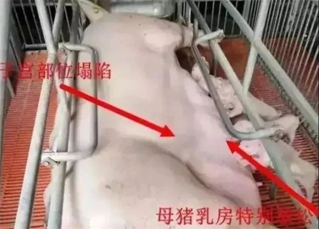 �ж�ĸ���Ƿ�����2�У�������