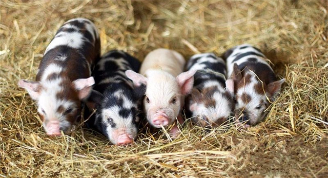 ��ֳ������׼